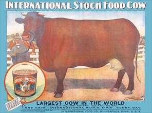 Largest Cow in the World