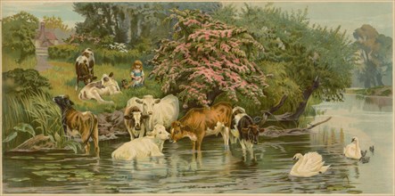 Cows and swans with a little girl