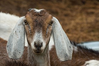 A one-year-old African Nubian goat
