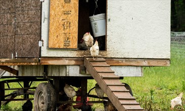 A repurposed shed and trailer serves as a sturdy mobile shelter for chickens foraging in their pasture