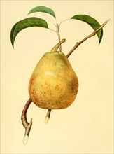 The Beurre D'Aremberg Pear