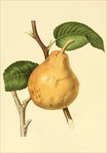The Glo Morceau Pear