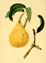 Pear Of The Vicompte De Spoelberch Pear Variety