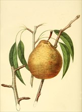 Winter Nelis Pear Pear
