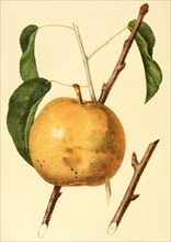 The Sieulle Pear