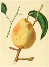 Pear Of The Swan'S Orange Pear Variety
