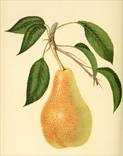 Pear Of The Louise Bonne Of Jersey Variety