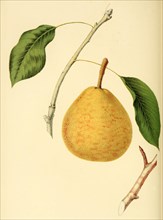 The Belle Lucrative Pear Variety