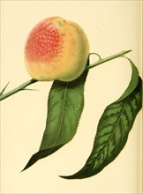 Peach Of The Stetson'S Seedling Peach Variety