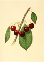 Cherry Of The May Bigarreau Cherry Variety