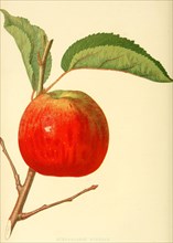 Hubbardston Nonsuch Apple