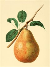 Pear Of The Dix Pear Variety