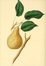 Pear Of The Las Canas Pear Variety