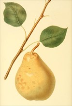 Pear Of The Variety