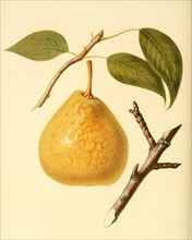 Pear Of The Saint Andre Pear Variety