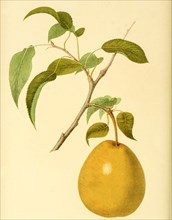 Pear Of The Heathcote Pear Variety