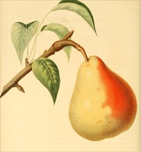 Pear Of The Beurre Langelier Pear Variety