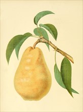 Pear Of The Bartlett Or Williams Bon Chretien Pear Variety