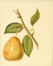 Pear Of The Lawrence Pear Variety