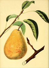 Pear Of The Columbia Pear Variety