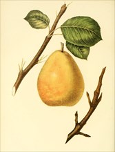 Buffum Pear Variety Pear