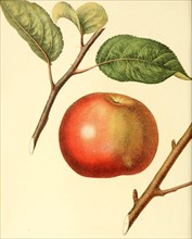 Apple Of The Tufts Apple Variety