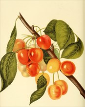 Hovey Cherry Variety