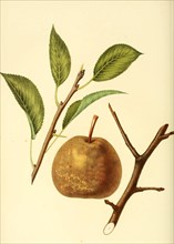 Fulton Pear Variety