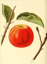 Apple Of The Cogswell Apple Variety