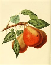 Pears Of The Seckel Pear Variety