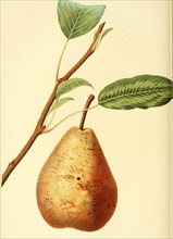 Pear Of The Marie Louise Pear Variety