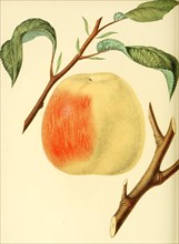 Apple Of The Hawley Apple Variety
