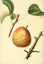 Beurre Sterkman Pear Variety