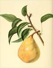 Pear Of The Saint Ghislain Pear Variety