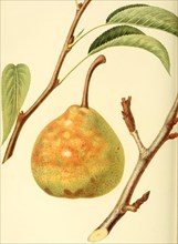 Pear Of The Henkel Pear Variety