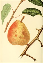 Pear Of The Triumph De Jodoigne Pear Variety