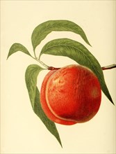 Peach Of The Jacques Peach Variety