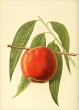 Peach Of The Cutter'S Yellow Peach Variety