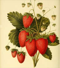 Strawberry Of The Scott'S Seedling Strawberry Variety