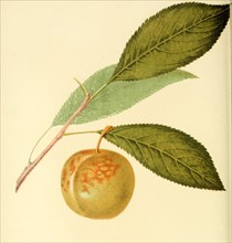 Plum Of The Green Gage Plum Variety