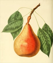 Beurre Clairgeau Pear Variety