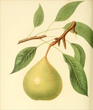 Pear Of The Howell Pear Variety