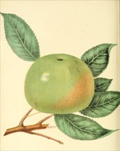 Rhode Island Greening Apple Variety