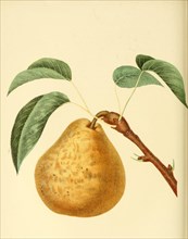 Beurre Gris D'Hiver Pear Variety