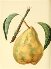 Pear Of The Colmar D' Aremberg Pear Variety