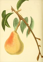 Pear Of The Adams Pear Variety