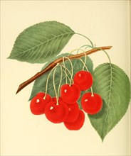 Cherry Of The Downer Cherry Variety