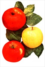 Variety Apples: 1. Baldwin