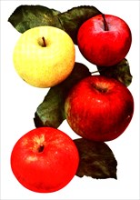 Apples Of The Varieties: 1. Yellow Transparent