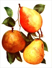 Pears Of Variety: 1. Clapp'S Favorite